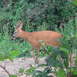 Autumn Watch List: What to Spot This Month – Owls, Badgers, Hedgehogs and Deer