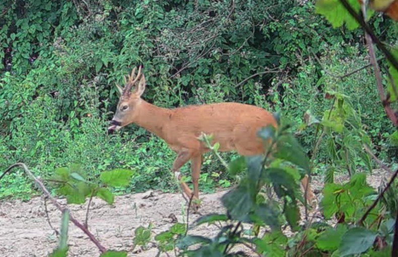 Autumn Watch List: What to Spot This Month – Owls, Badgers, Hedgehogs and Deer