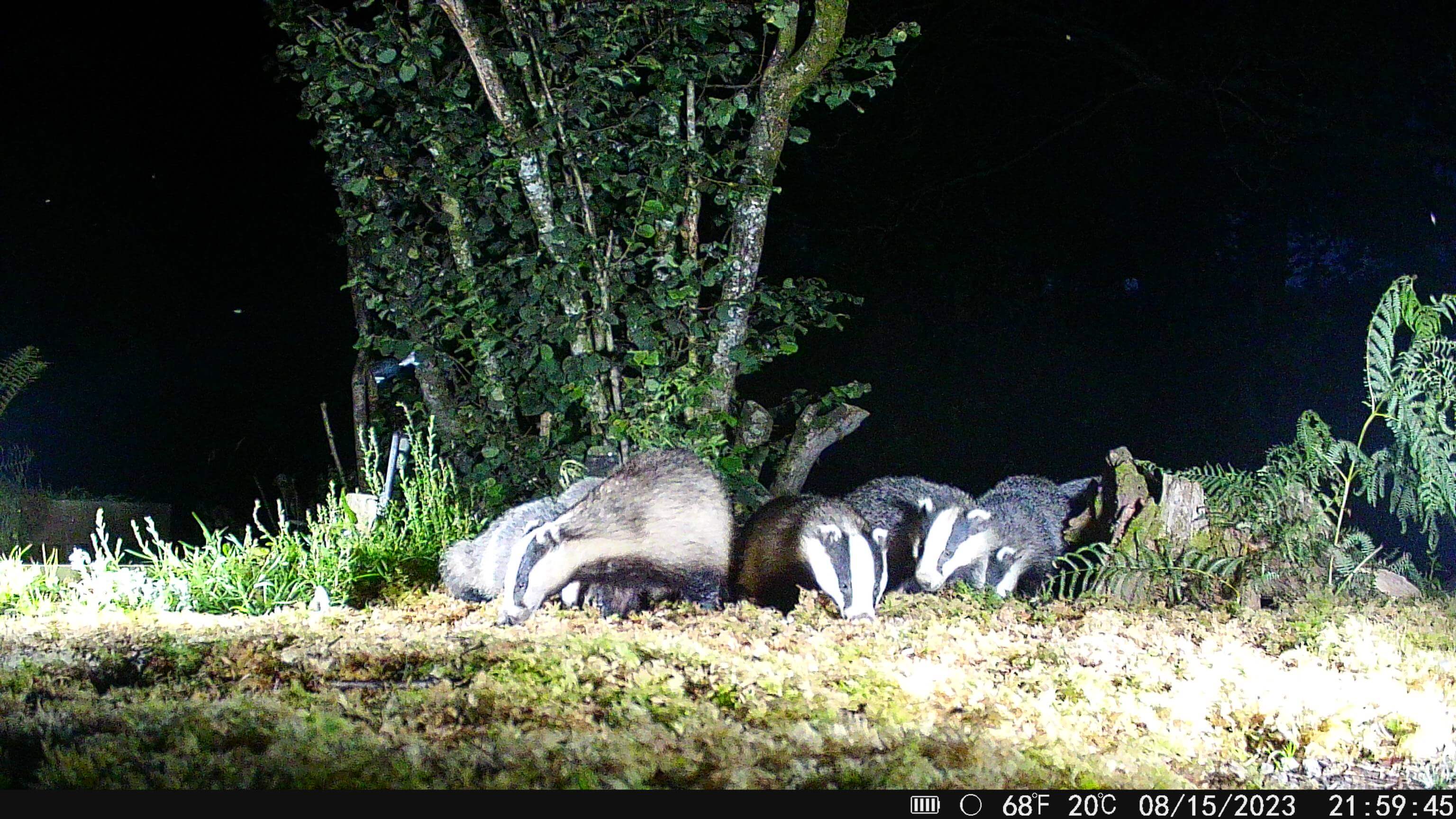 Best Camera Traps for Ecology Research