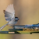Feathersnap Smart WiFi Bird Feeder