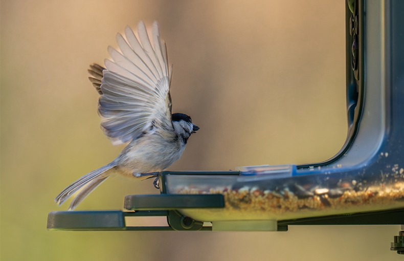 Feathersnap Smart WiFi Bird Feeder