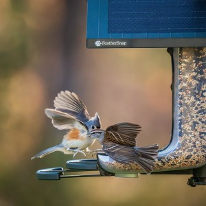 Feathersnap Smart WiFi Bird Feeder