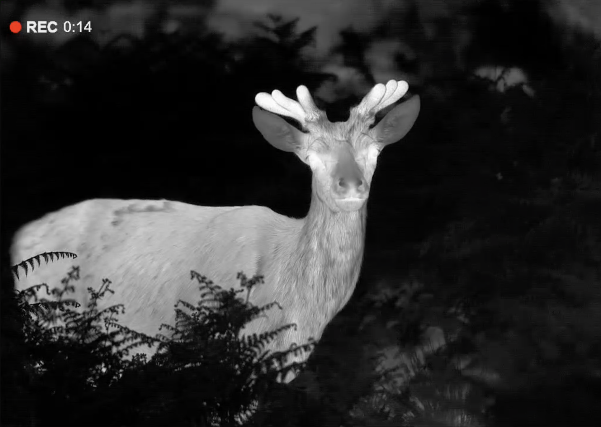 Using Thermal Imagers to Spot Wildlife at Dawn/Dusk