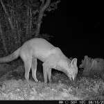 HikMicro M15 Wildlife Camera 4G Enabled Trail Camera