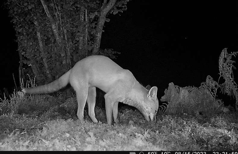 HikMicro M15 Wildlife Camera 4G Enabled Trail Camera