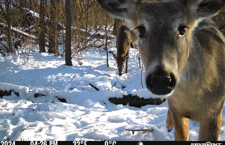 Spypoint Flex M Twin Pack Cellular Trail Camera System